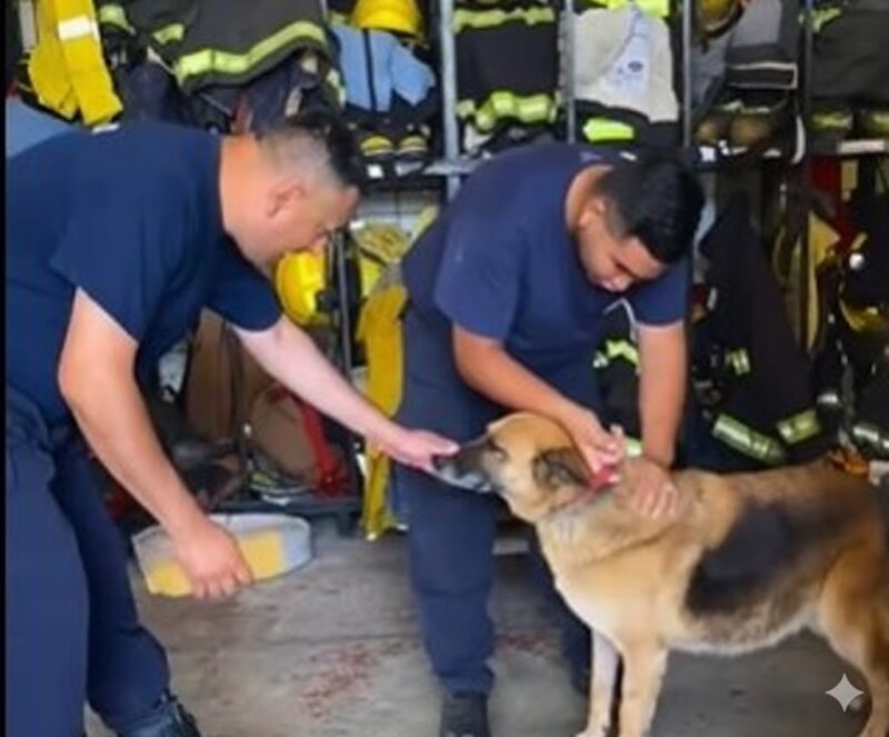 Bomberos Voluntarios piden unas fiestas sin pirotecnia en cuidado de mascotas y niños vulnerables