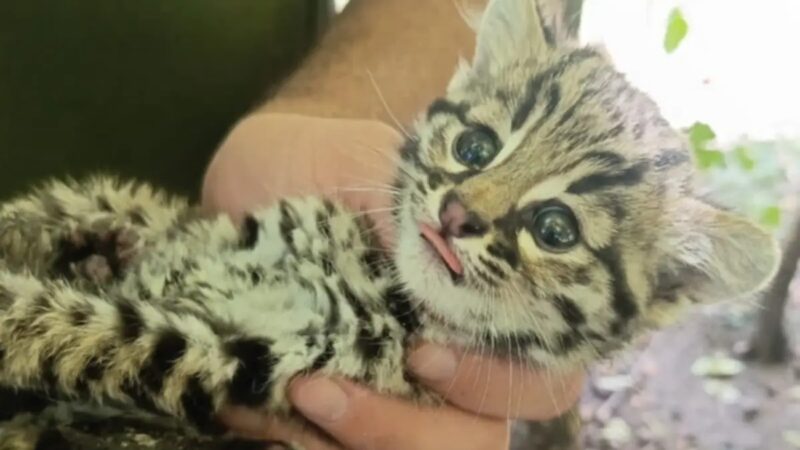 Rescataron a una cría de gato montés encontrada en una vivienda de Concepción