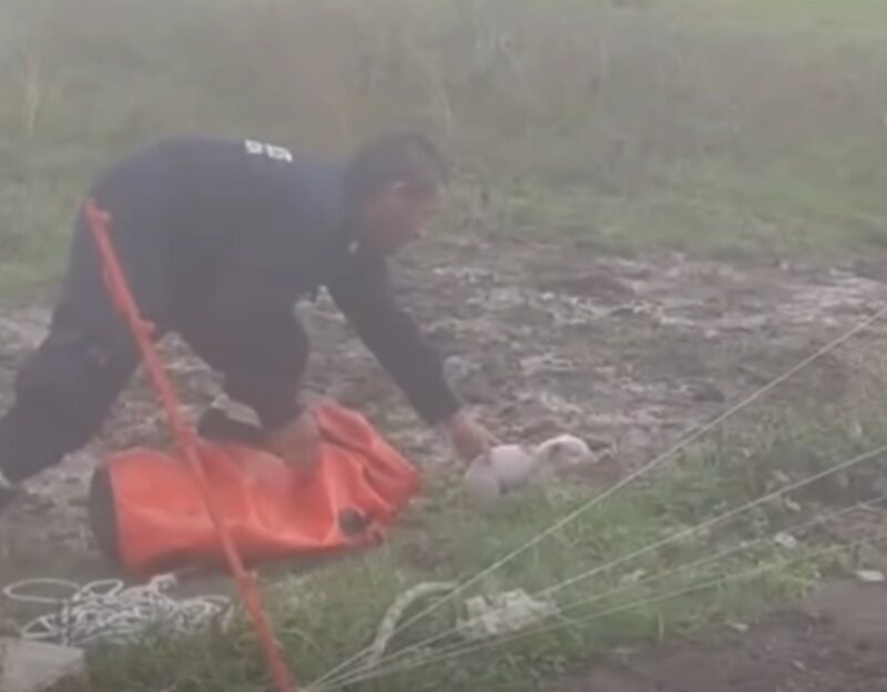 Rescataron a un cerdito que cayó en un pozo en Santa Lucía