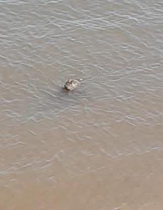 Aparición de un yacaré en la costa de Itatí genera alerta