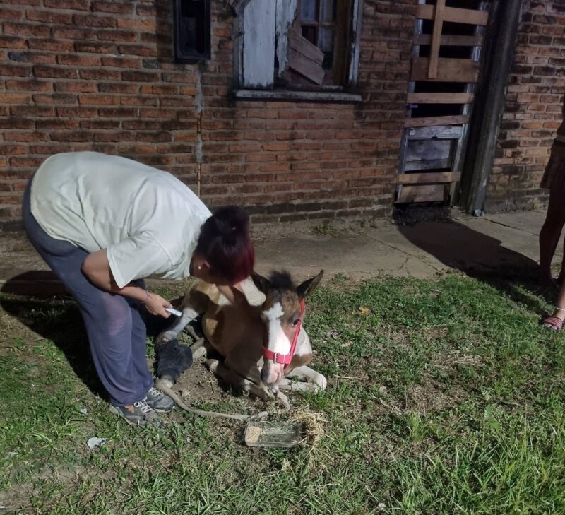 Final feliz: operativo conjunto entre Mapac y la Policía logró salvar a un potrillo en grave estado