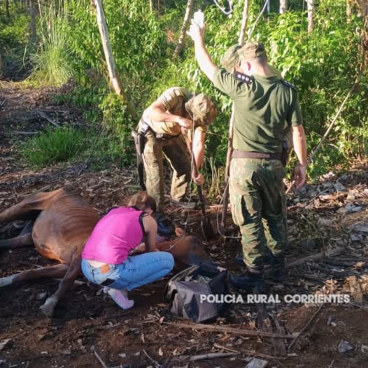 Pese a la asistencia, policías no pudieron salvar a una yegua hallada en total estado de abandono