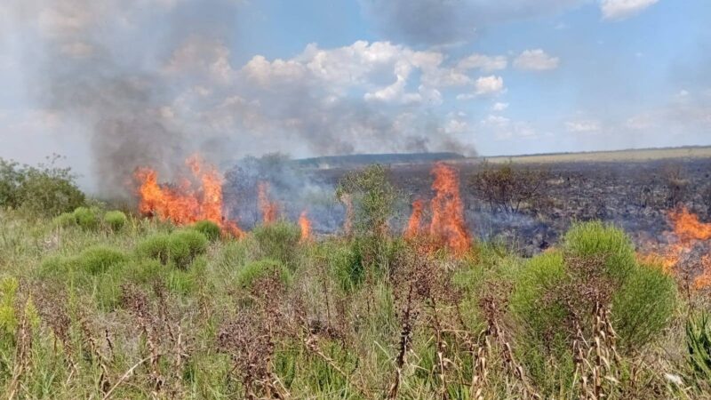 Fuego en banquina de la Ruta 14 puso en riesgo campos y forestaciones