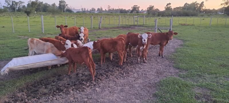 Abigeato en La Cruz: un imputado prófugo por el robo de 22 cabezas de ganado