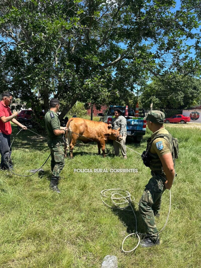 El peligro de los animales sueltos en la ruta, una lucha de todos los días