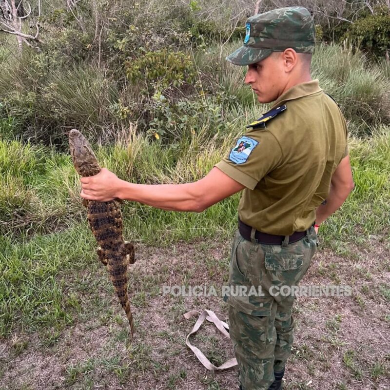 Ituzaingó: apareció una cría de yacaré overo en la costanera