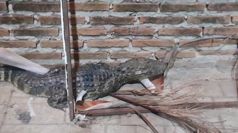 En dos días, tres rescates de fauna silvestre alertan sobre su presencia