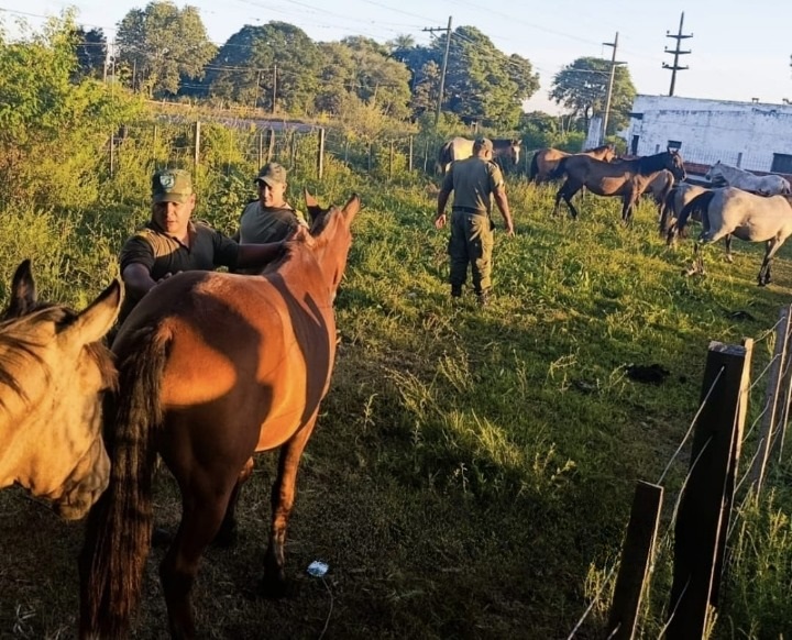 Secuestraron caballos que deambulaban por la Ruta Provincial N° 19
