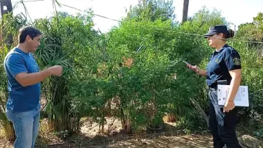 Lavalle: hallaron plantas de marihuana de más de dos metros de altura