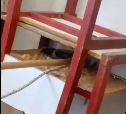 Alarma en el aula: una yarará apareció en una escuela correntina