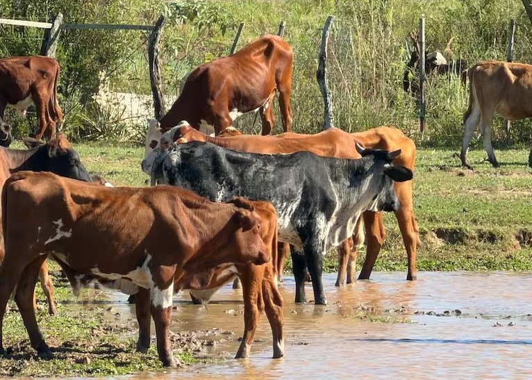 Reclaman el remate urgente de hacienda secuestrada por abigeato en La Cruz