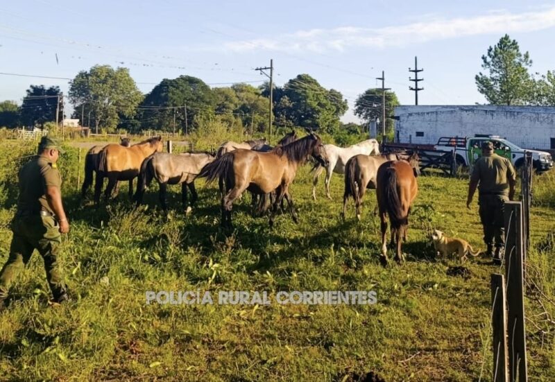 Resguardan diez caballos hallados sueltos en una ruta de San Roque
