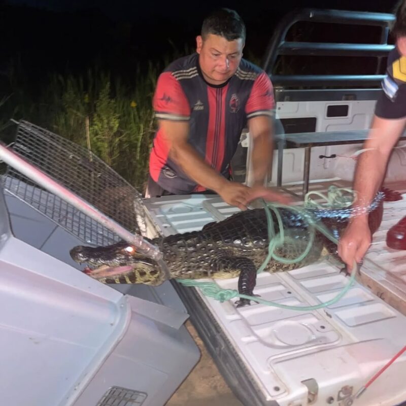 Visitante inesperado en un barrio de Santa Ana: el rescate de un yacaré que movilizó a la policía
