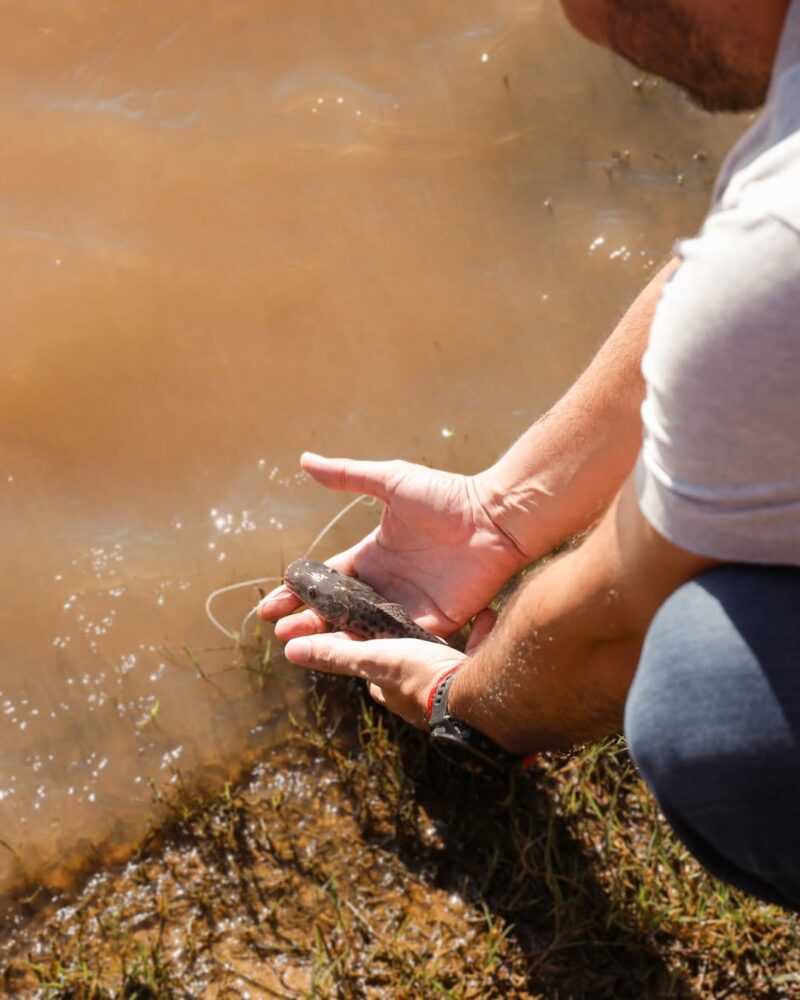 Liberaron 5.000 alevines de surubí en las aguas del río Paraná