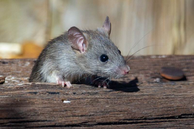 Salud emitió recomendaciones y medidas para prevenir el hantavirus