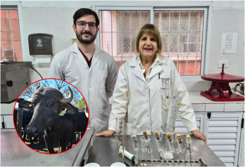 Corrientes: investigan qué raza de búfala da la leche de mejor calidad