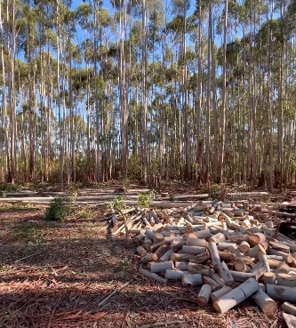 Ajuste recesivo forestal: crisis para el eucalipto