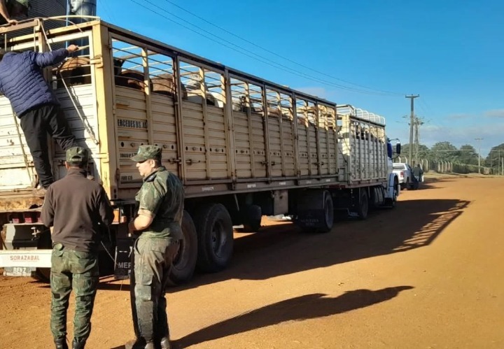 Incautaron caballos que eran trasladados ilegalmente a Buenos Aires