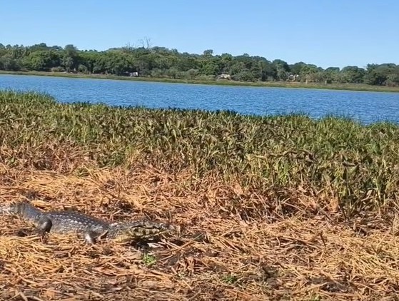 Liberan un ejemplar de yacaré negro en el marco del Día Mundial de la Biodiversidad