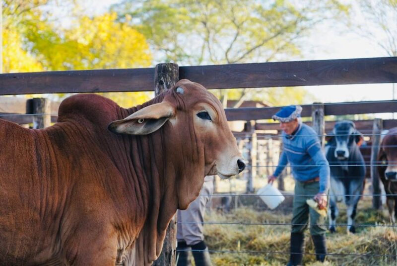 ¡Miralo en vivo!: comenzaron Las Nacionales en la Sociedad Rural