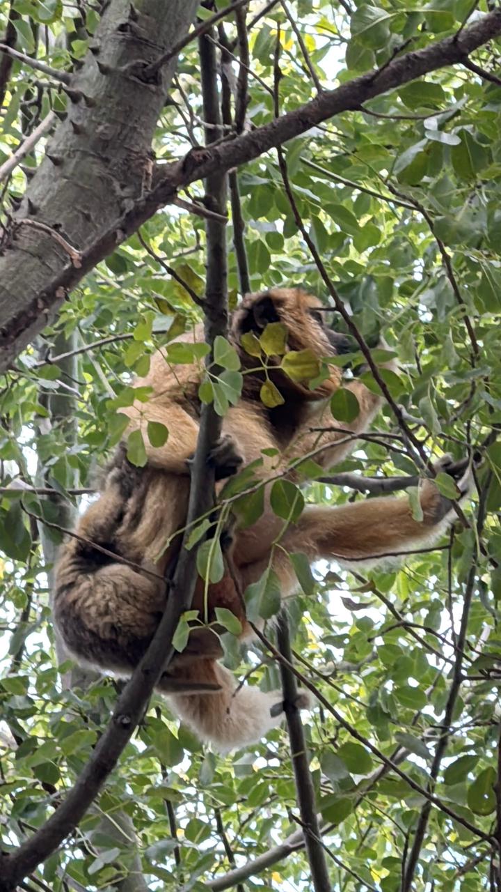 Postales de una inesperada visita de monos carayá al parque Mitre