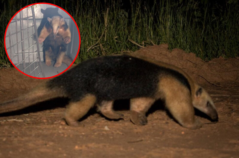 Un vecino inesperado: rescataron a un oso melero que paseaba por la Capital