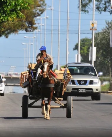Buscan el fin de la tracción a sangre con un plan para el bienestar animal