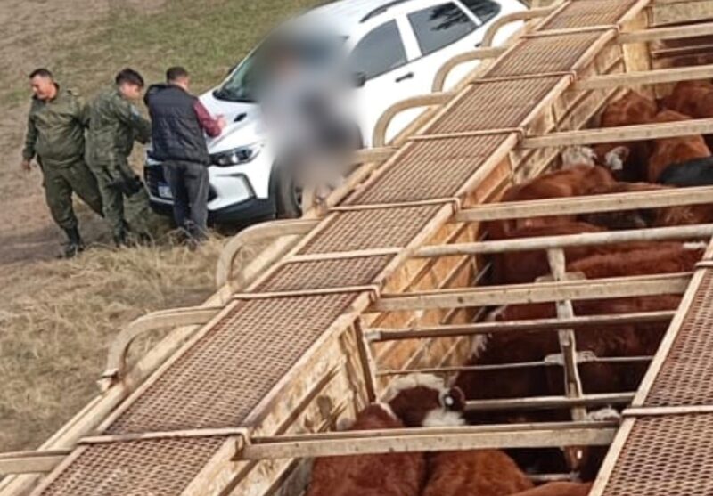 Control en la Ruta 12: aplican multa millonaria y secuestran 55 terneros