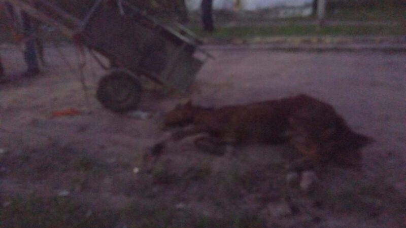 Barrio San Jorge: vecinos intentaron linchar a un carrero tras el desplome de un caballo