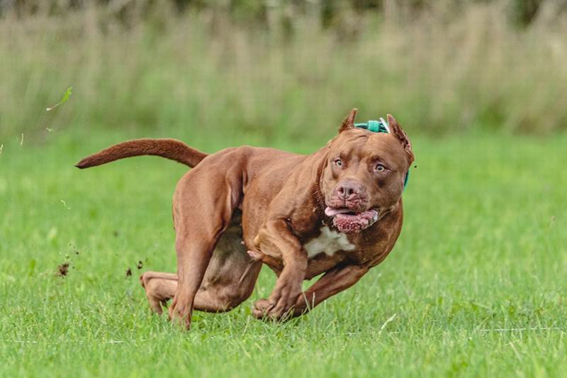 Otro ataque y una condena reavivan el debate sobre perros «peligrosos»