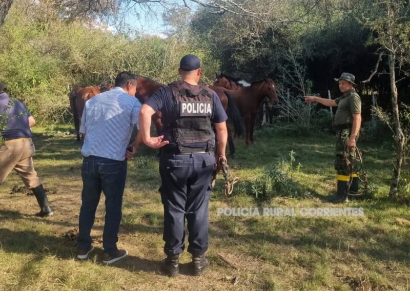 Recuperaron 13 caballos robados tras allanamientos de la Policía Rural en Sauce