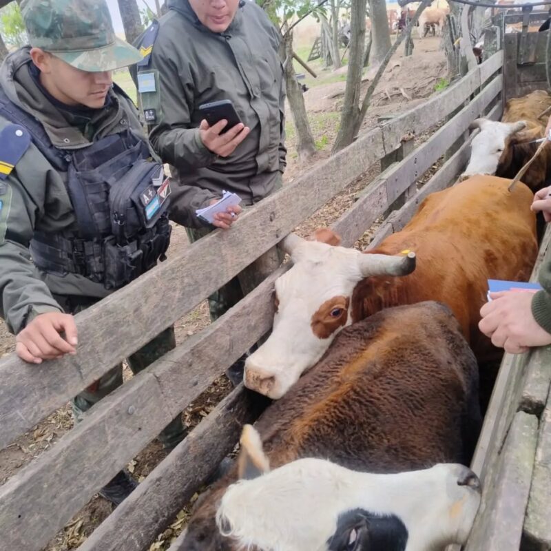 De un doble fondo en la camioneta a recuperar 22 vacas: un operativo clave contra el abigeato