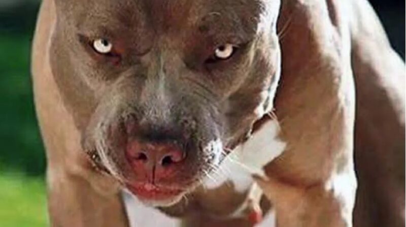 Conmoción por dos feroces ataques de perros: una niña fue mordida en el rostro