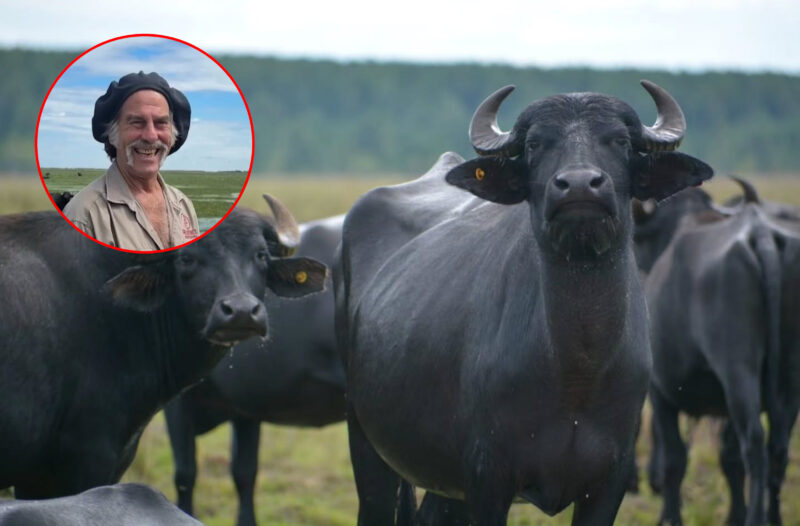 El «oro negro» del Iberá: cómo los búfalos transformaron tierras marginales en potencia ganadera