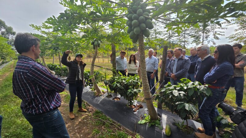 Un lugar en el mercado del café: la nueva apuesta productiva en suelo correntino