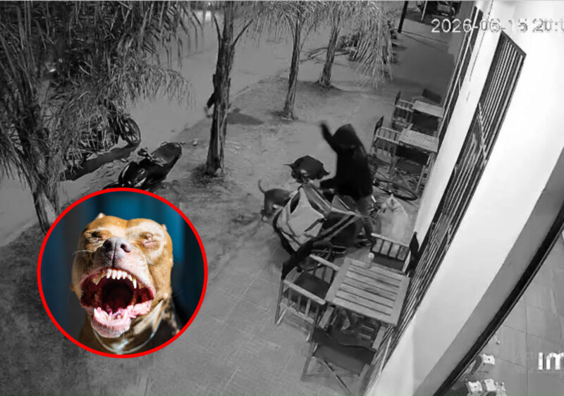 Esquina: los ataques de perros abrieron el debate por la tenencia responsable