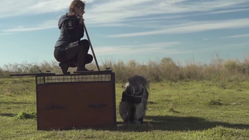 Un nuevo oso hormiguero gigante se suma al Iberá