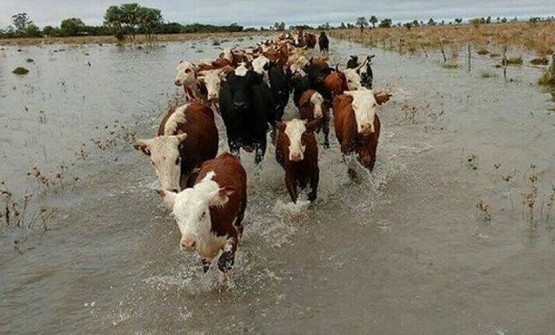 Productores toman sus recaudos ante «El Niño»