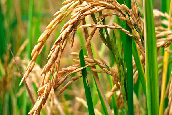 Arroz: por costos y clima, prevén una merma para el área de siembra