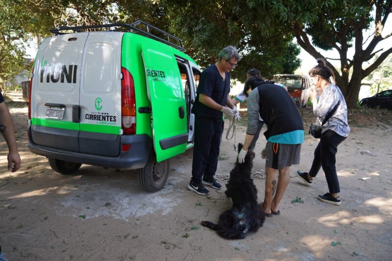 Rápida respuesta para salvar y tratar a un perro en estado de abandono