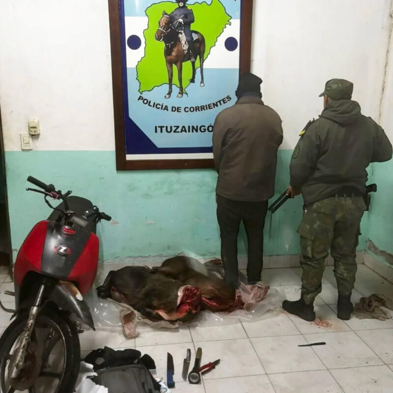 Persecución nocturna en el Iberá: capturan a un cazador con carpinchos faenados