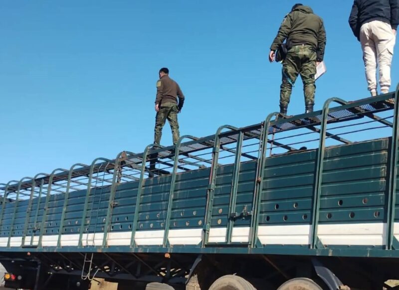 La Cruz: detuvieron a un hombre por adulterar documentación para el traslado de ganado