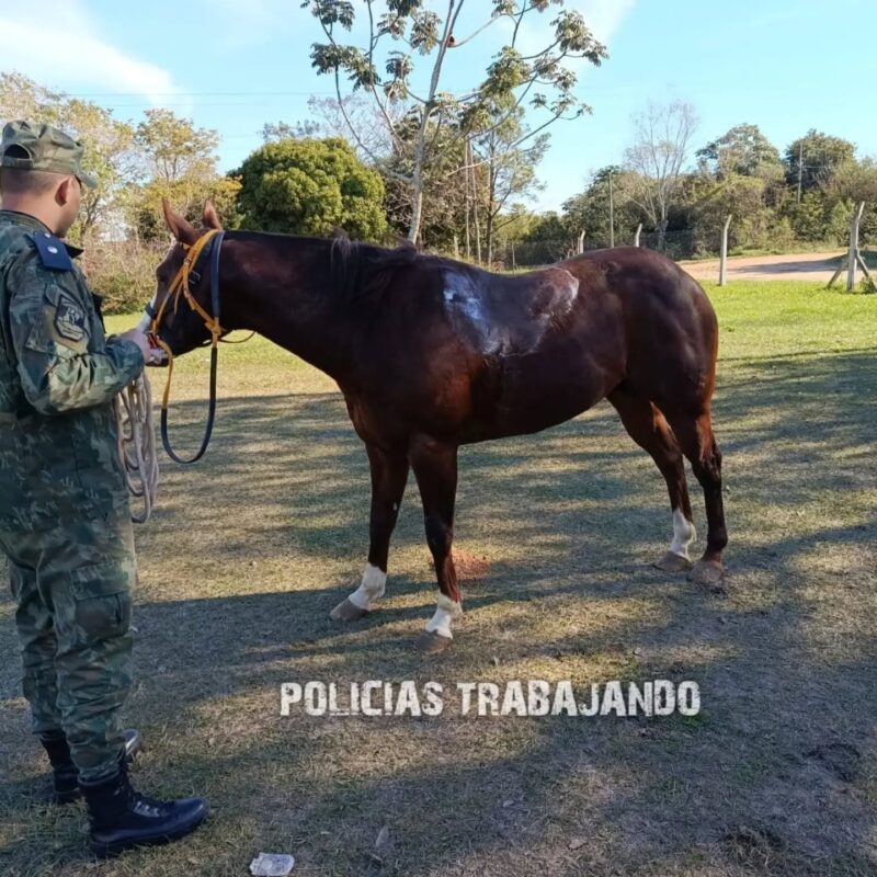 Operativo conjunto de Seguridad Rural permitió recuperar un caballo robado