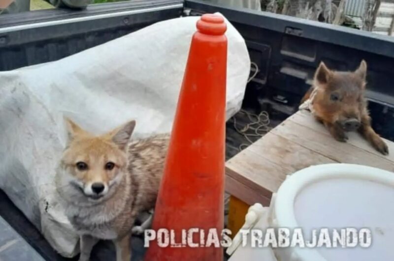 Rescatan un zorro y un cachorro de jabalí durante un allanamiento en Curuzú Cuatiá