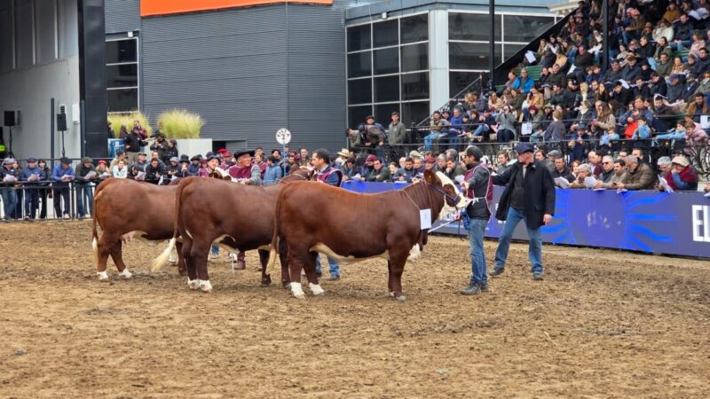 Con fuerte presencia en genética bovina y bubalina, Corrientes brilla en La Rural de Palermo