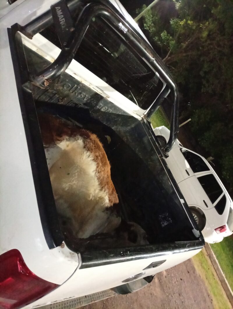 Transportaba un vacuno sin papeles en una camioneta y terminó demorado por la Policía