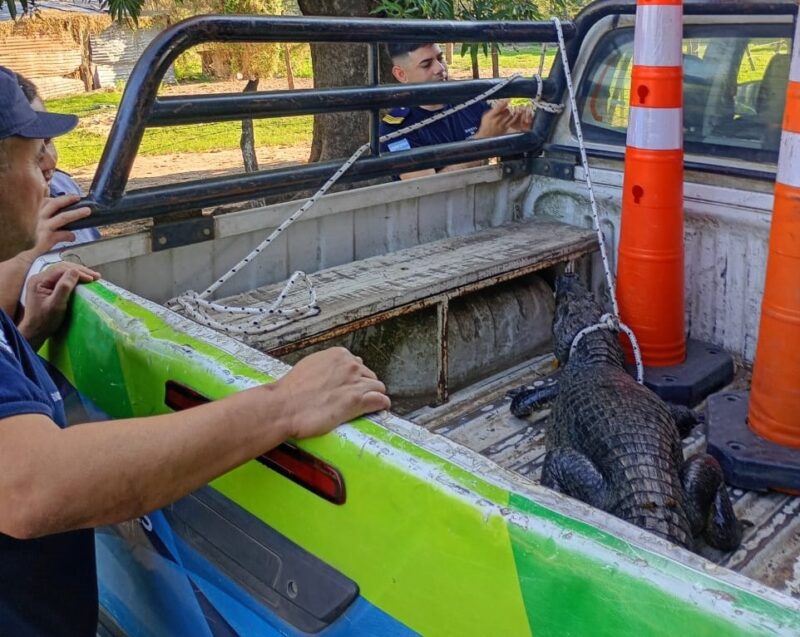 Rescatan a un yacaré que apareció cerca de viviendas urbanas y lo liberan en su hábitat