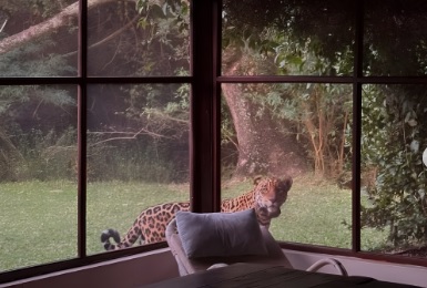 ¡En la ventana! Otro yaguareté sorprendió a turistas en el Parque Iberá