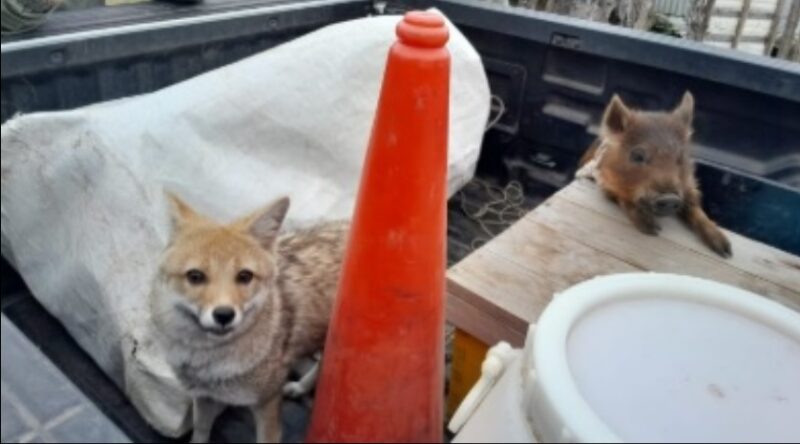 No son mascotas: tenía un cachorro de zorro y un chanchito salvaje en su patio