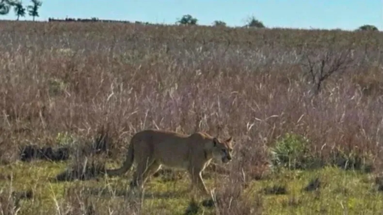 Pobladores en alerta por un puma suelto en caminos rurales de Monte Caseros